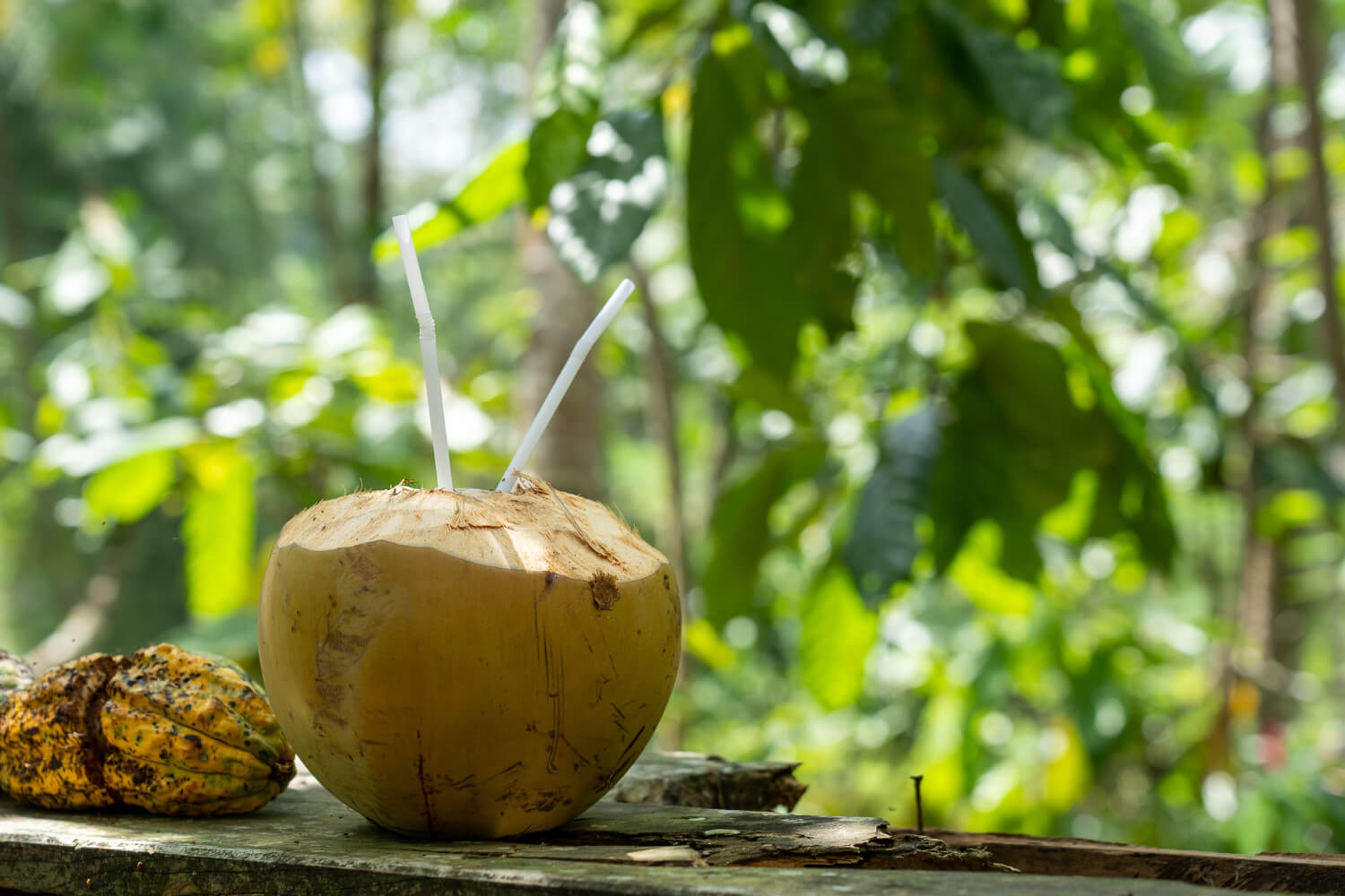 Leia mais sobre o artigo Conheça os maiores benefícios da água de coco para a saúde